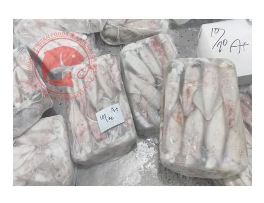 Whole Frozen Loligo Squid in Bulk Pakistani Origin Frozen Loligo Squid High Quality Whole Loligo Squid