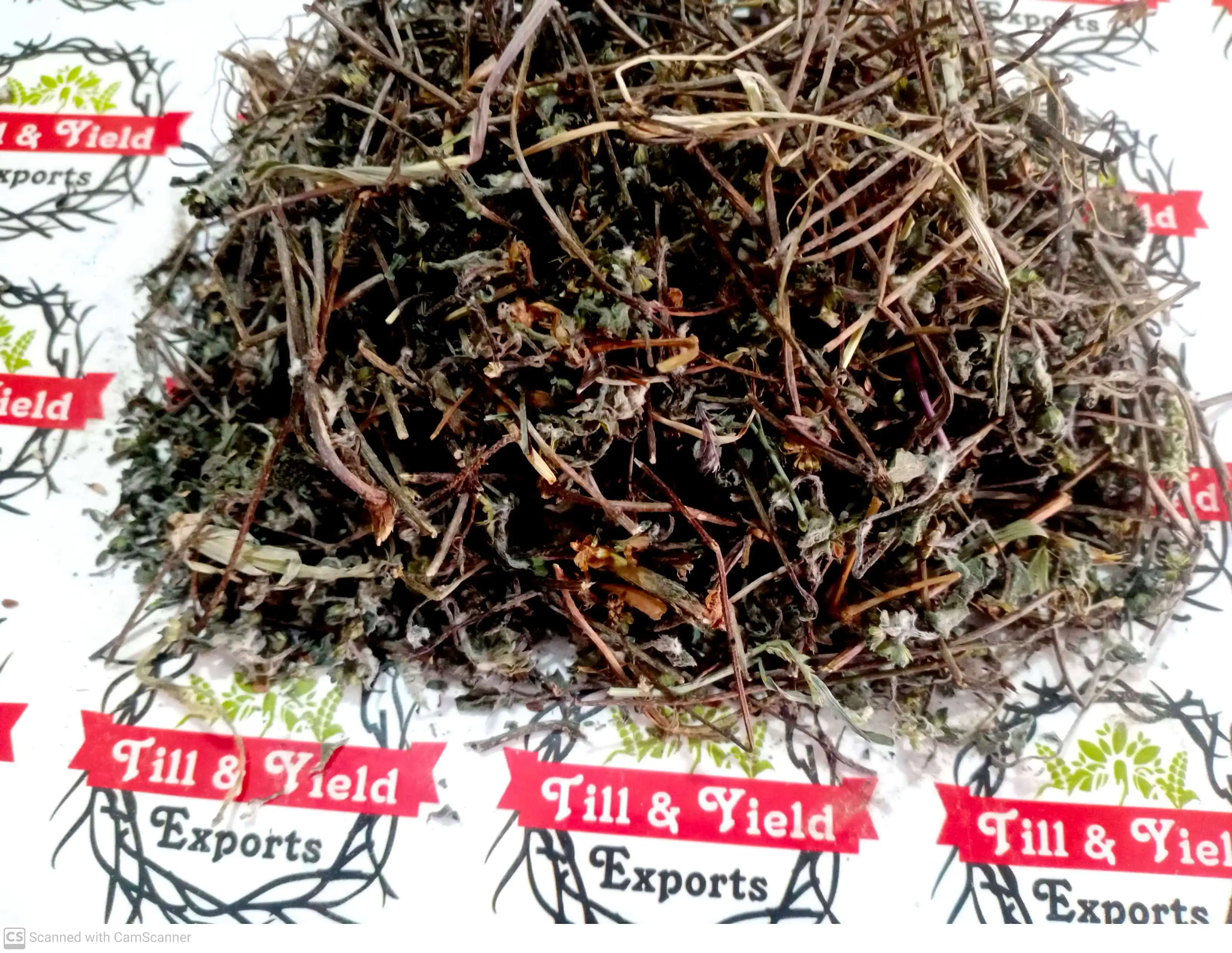 Bhringraj - Eclipta Prostrata - Oil  Prevents Hair Fall And Baldness Treats Dandruff And Dry Scalp