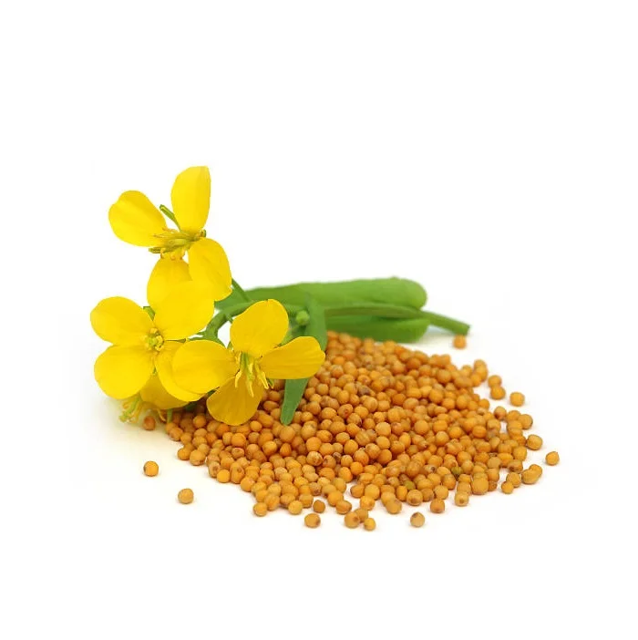 Spices Factory Wholesales high-quality kitchen seasonings mustard seeds yellow mustard seeds dried mustard with low price