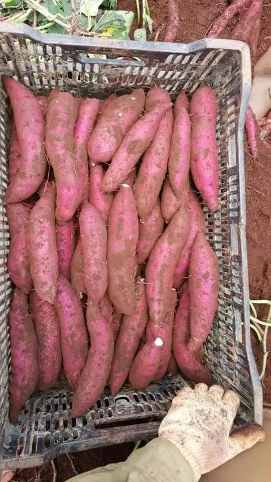 Японский сладкий картофель органический свежий из Вьетнама