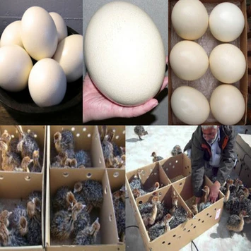 wholesale Quality Ostrich chicks and fertile ostrich eggs
