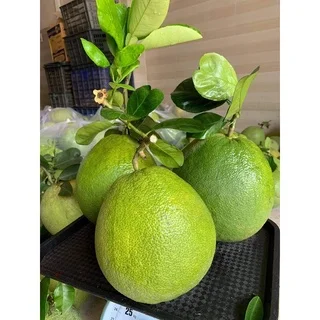 Top Fresh pomelo (class 1) - Green skin pomelo - Organic Fresh Green Pomelo ,Citrus fruit VietNam