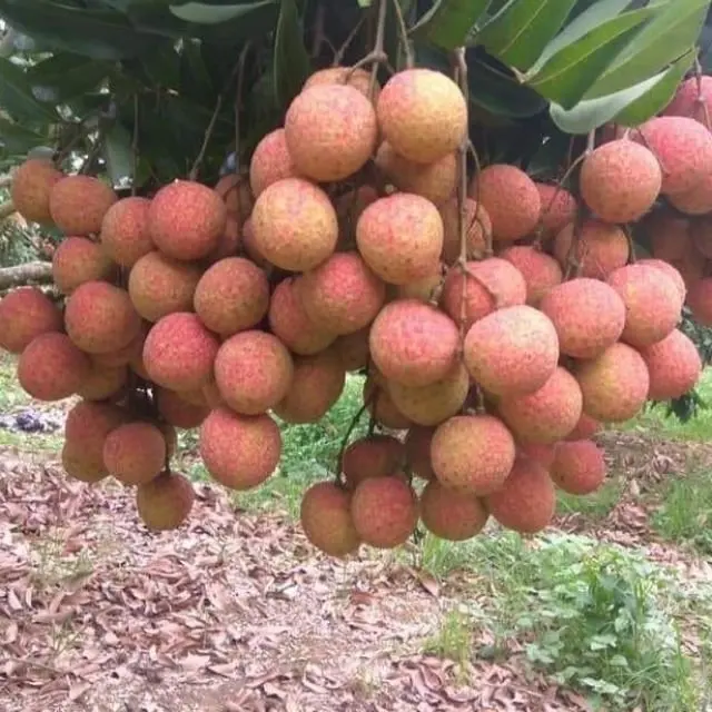 Густая личи и небольшие вкусные сочные тропические свежие фрукты очень подходят для летнего экспорта из вьетнама