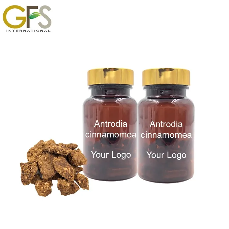 Оптовая продажа безвредные продукты Antrodia camphorata