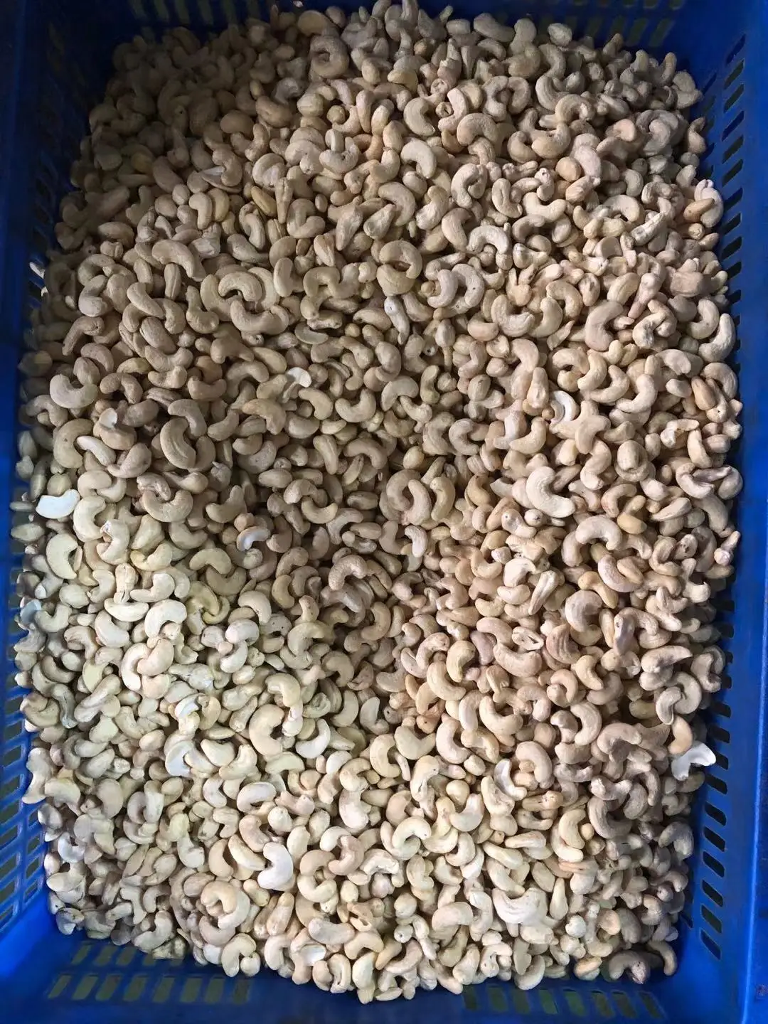 Wholesale Top Quality Made in Viet Nam CASHEW KERNELS WW320 - AFI STANDARD