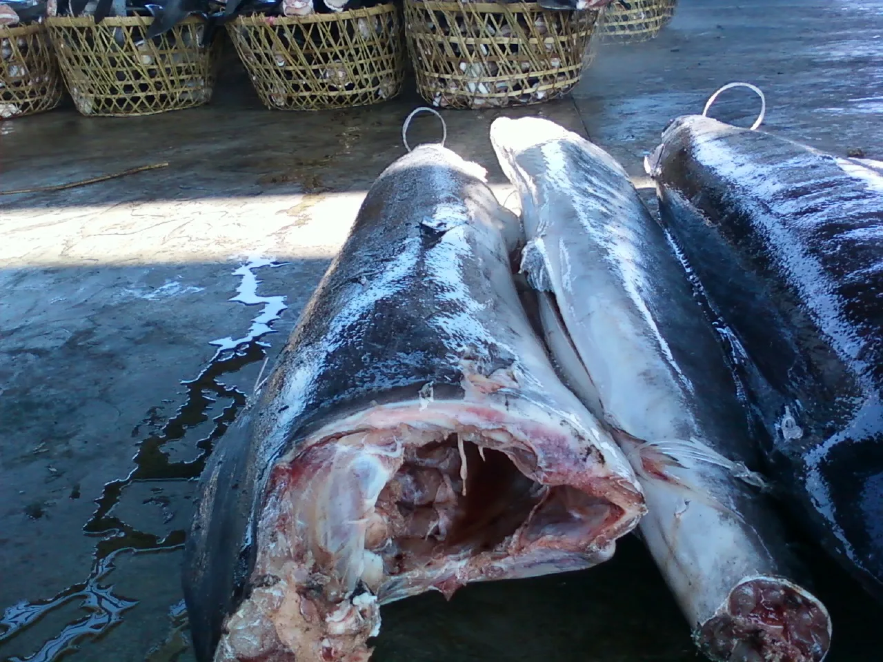 ISO GMP HACCP Certified 20KG Low-Fat Low-Sodium White Marlin from Ivory Coast Nutritious Frozen Fish