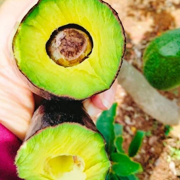 
Wholesale high quality fresh healthy fruit avocado importers Shipping from Vietnam 