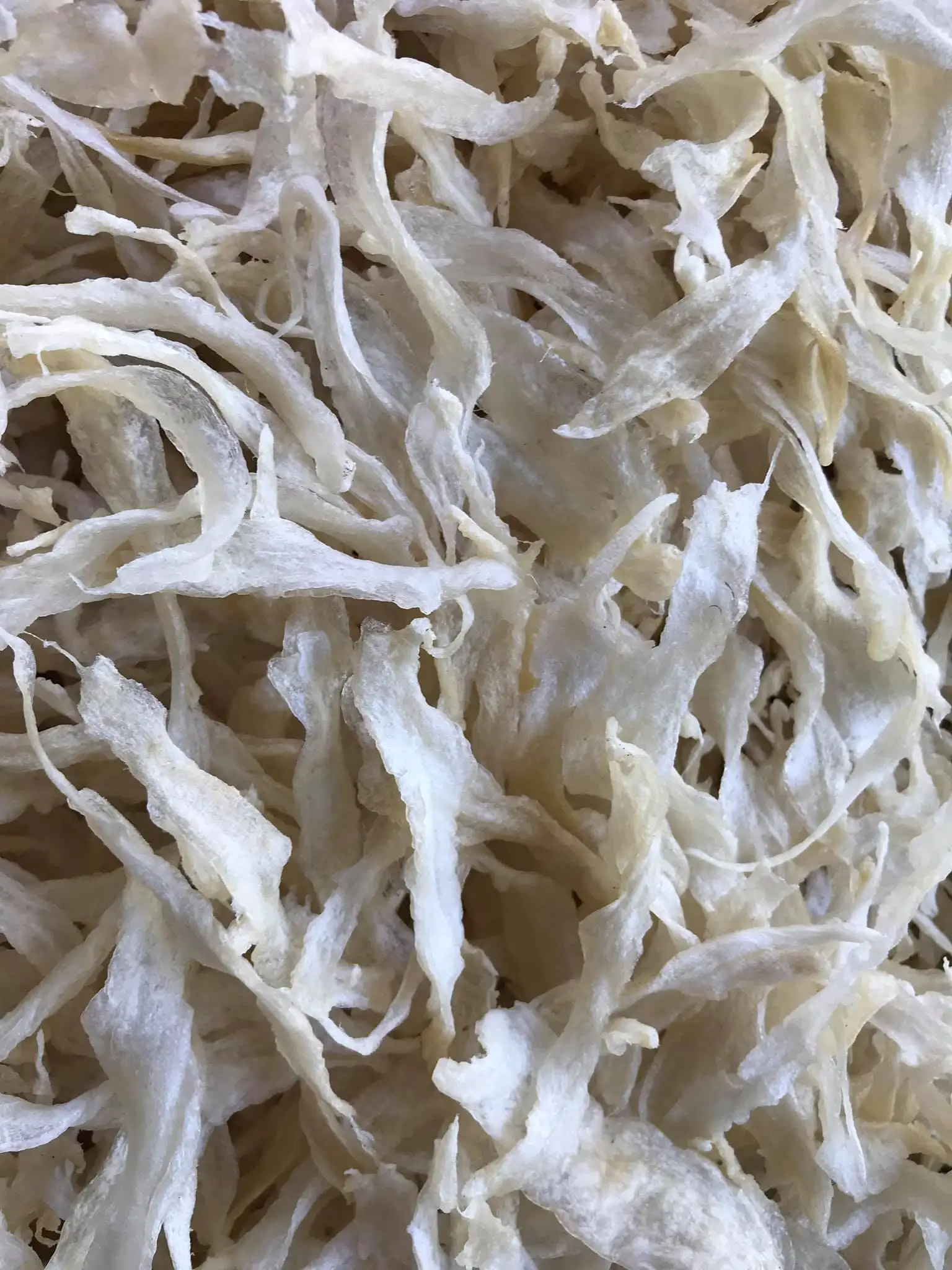 WHOLESALE FISH MAW FISH MAW WITH BEST PRICE