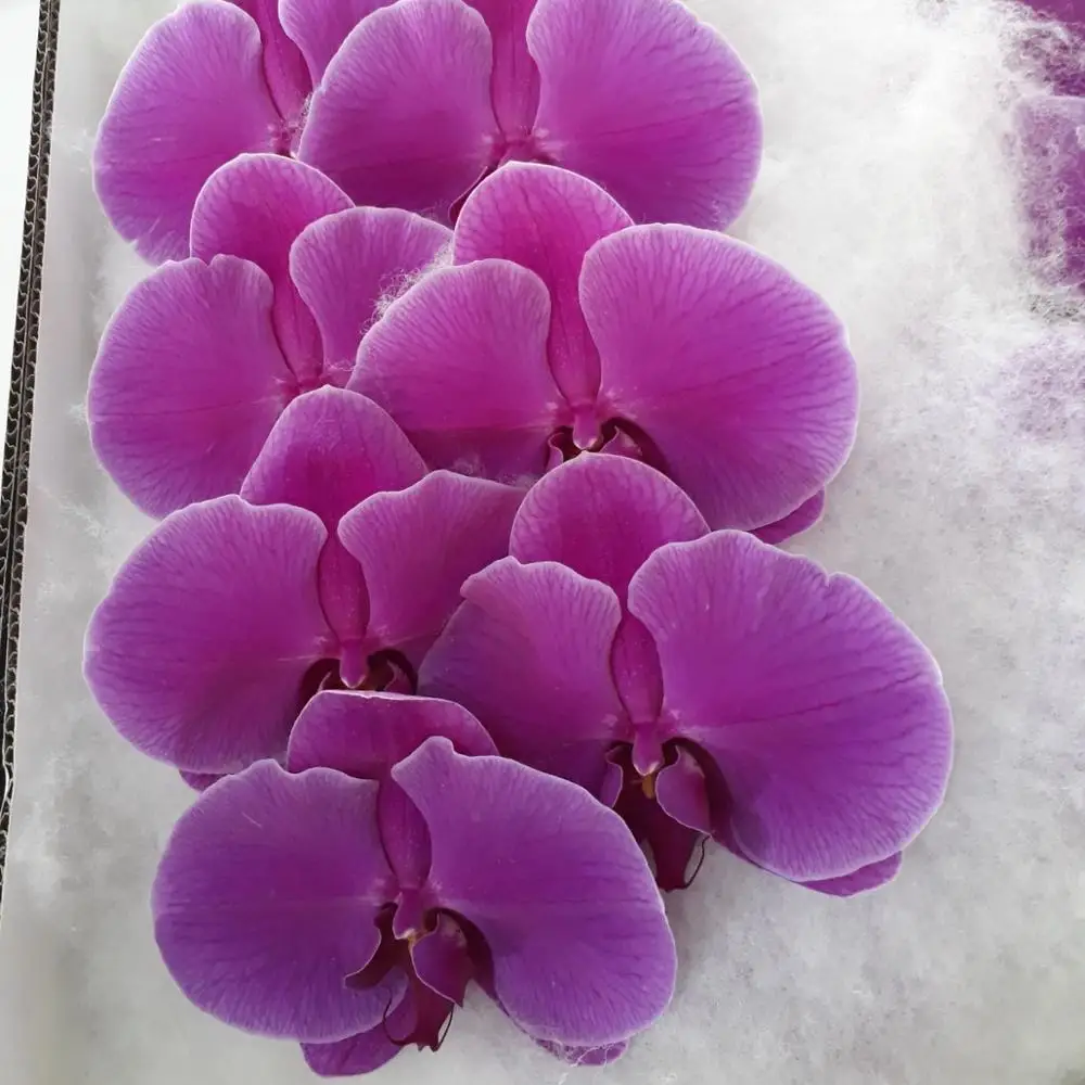 Phalaenopsis Fresh Cut Flowers from TH;5