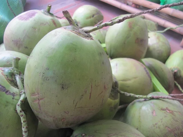 FRESH XIEM COCONUT FROM VIETNAM ( +84383234316)