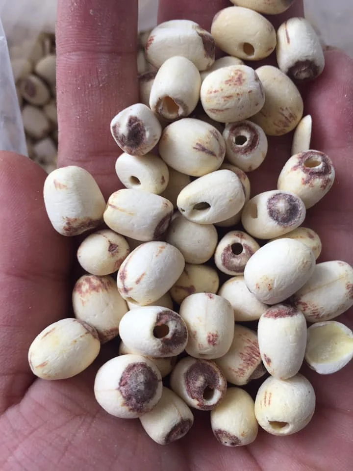 WHITE LOTUS SEED good quality from Vietnam for sale , contact +84984418844 whatsapp