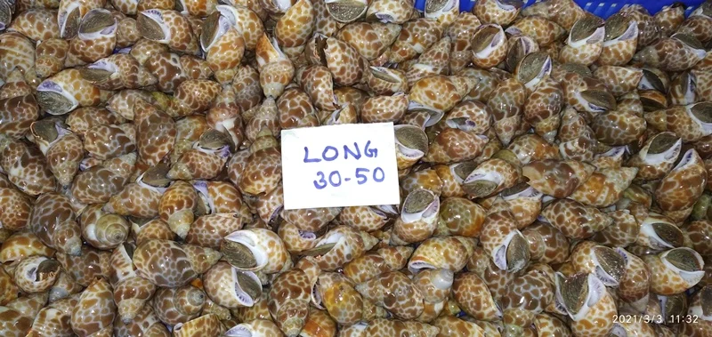  Top quality baigai long tail from India topshell good