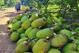 Премиум замороженные фрукты //// горячая сделка // WhatsApp: Ms.Pinky (+ 84) 35 9268 345