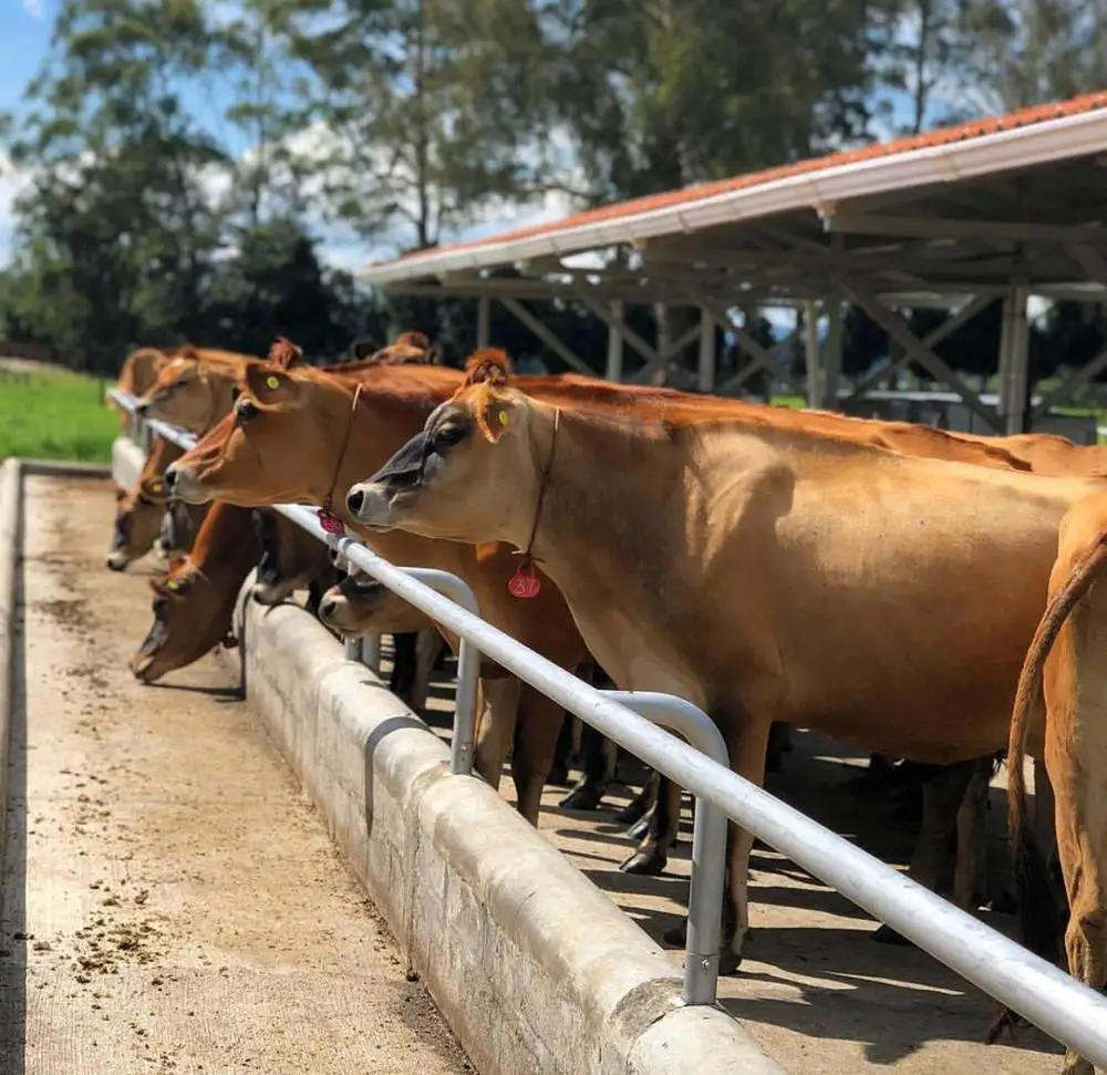 Jerseys cow Dairy cow