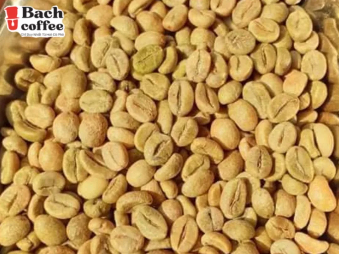  Bach Coffee Distributor / Manufacturer OEM : Roasted Robusta -Arabica - Peaberry White Beans Fair and Direct Trade
