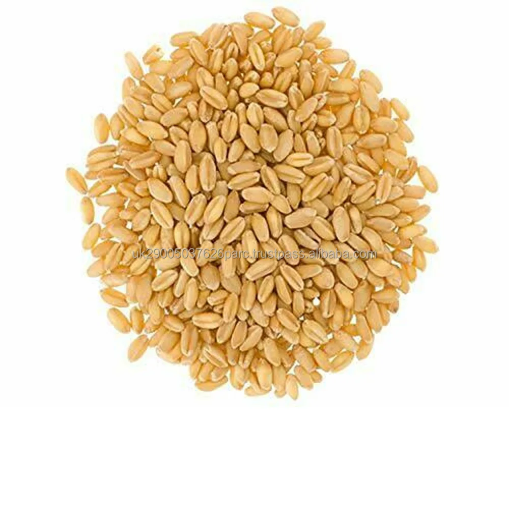 Кормовая пшеница-1