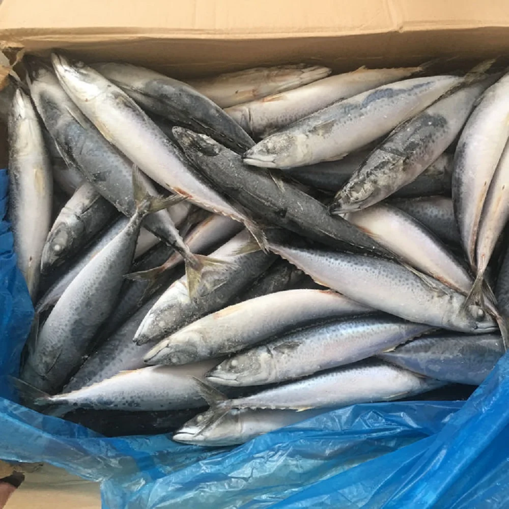 Frozen Headed & Gutted Mackerel fish available for wholesale/Dried Small Fish Tiny Anchovy Thailand Wholesaler Manufacturers Sea