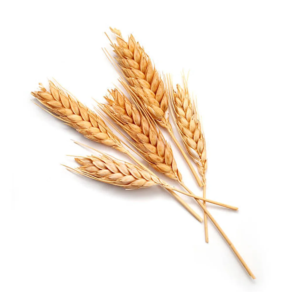High Quality Soft Milling Wheat / Wheat Grain For Animal and Human Feed