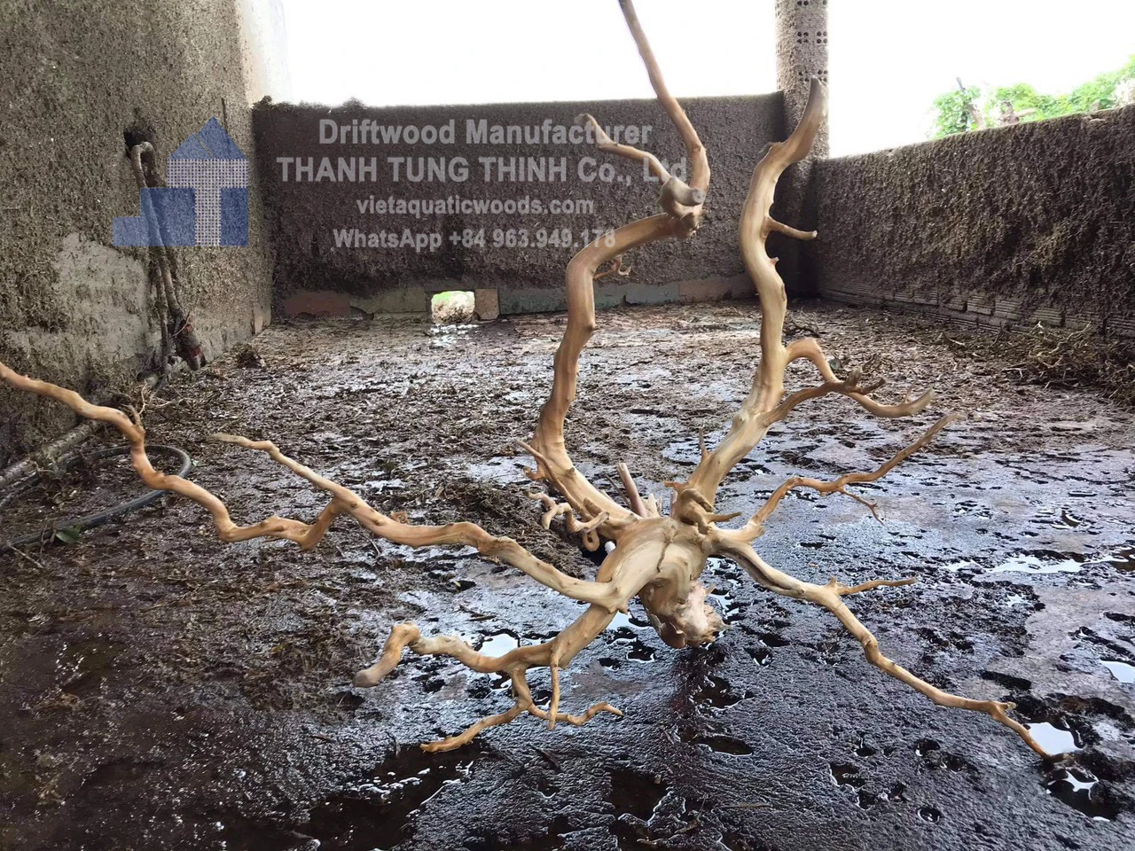Лидер продаж 2024 коряги мангровые аквариумы натуральные для аквариума аксессуары украшения 2023 WhatsApp + 84 963949178