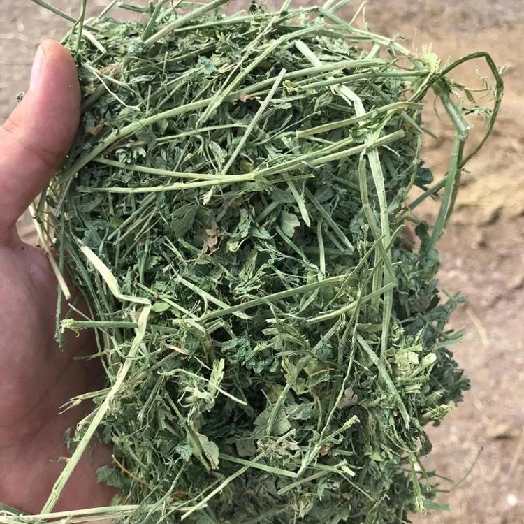 
MEDIUM AND LARGE ALFALFA HAY BALES FROM TURKEY 