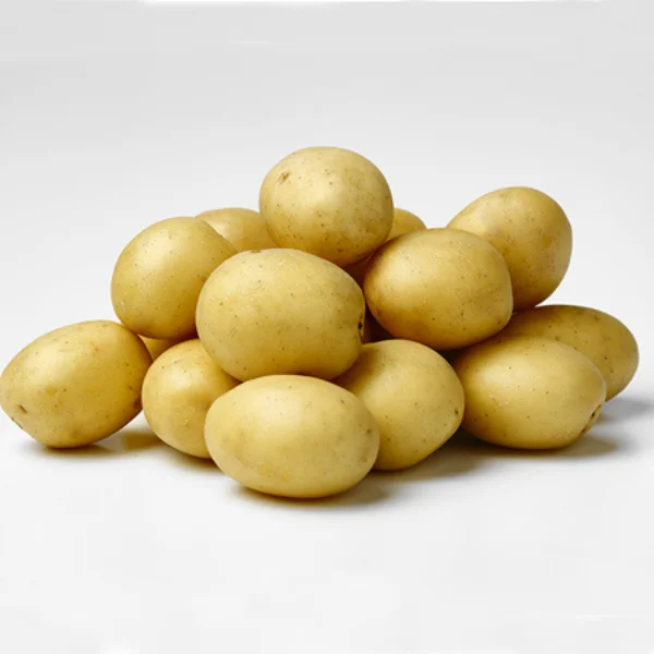 2021 new fresh holland potato Low Price