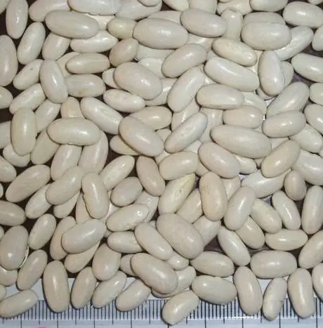 Premium high superior Quality Butter Bean