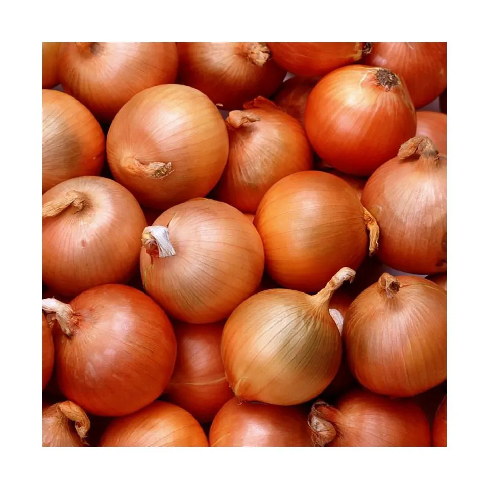 Best choice and best discounts Fresh Red Onions sweet  Onions lowest price  onion specification fresh for sale