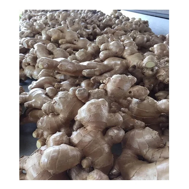 Wholesale organic fresh ginger cheap price high quality from Vietnam newest crop free tax jengibre fresc to EU Ukraina Korea