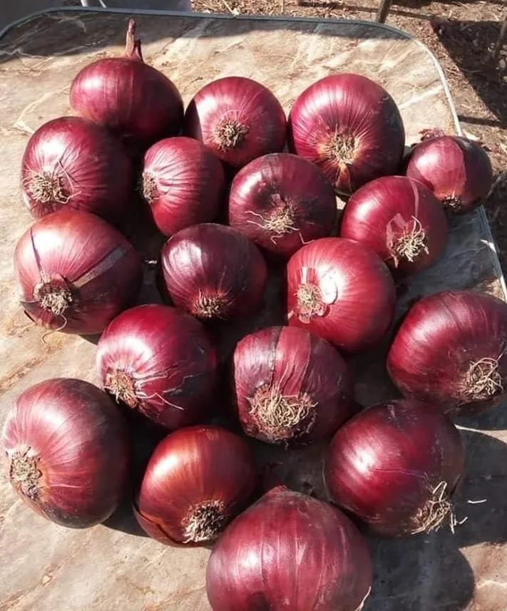 Горячая распродажа высокое качество низкие цены свежий лук овощи