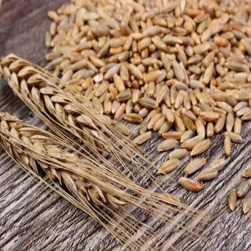 
Premium quality Rye grains for sale 