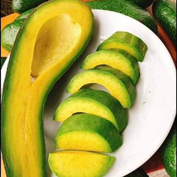 
Fresh Avocado from Vietnam for export with competive price standard quality avocado fresh fruit 