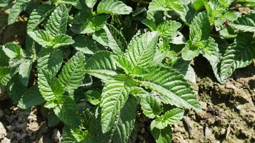
Dried black jelly leaf for processing high quality 