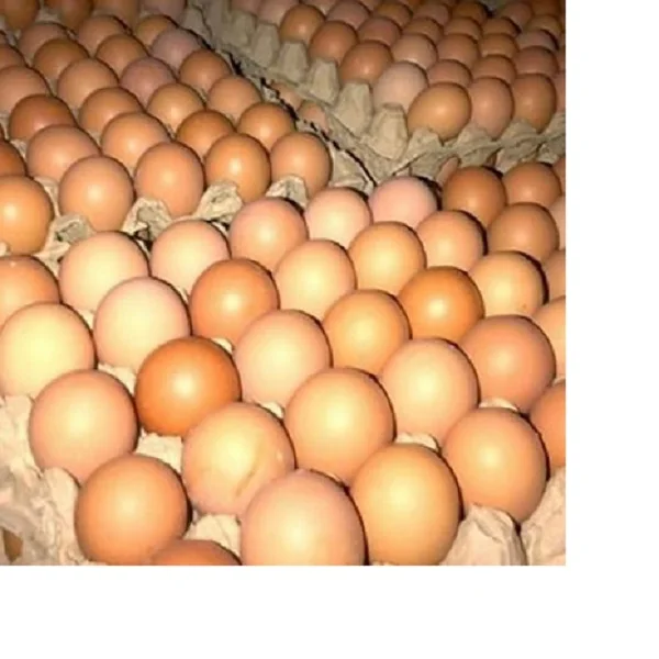 quality Fresh Brown and White Halal Kosher eggs