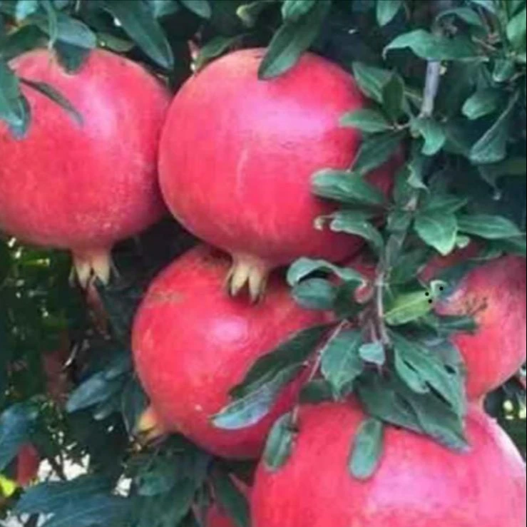 Pomegranate from Turkey Fast Shipping high quality pomegranate