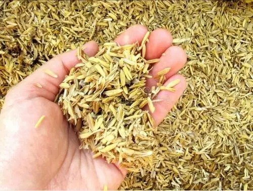 Коричневый рис JAPONICA 5% сделано в Вьетнаме высокое