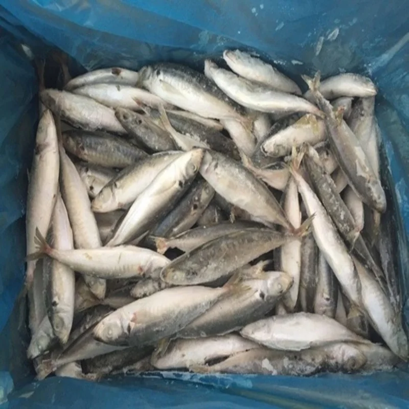 Frozen Sardine Fish High Quality Hot Selling Whole Round Herring Sardine Fish Fillet All Types Bqf Iqf Sardinops Melanostictus