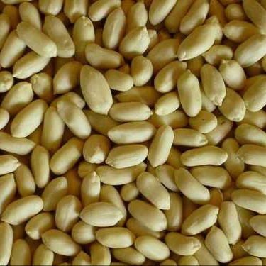 peanut exporter from india