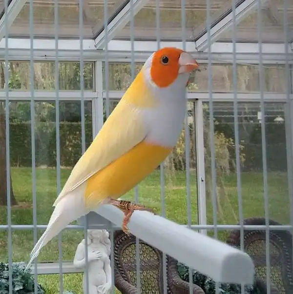 
Canary Birds, Yorkshire, Lancashire,Finches, Lovebirds and many others 