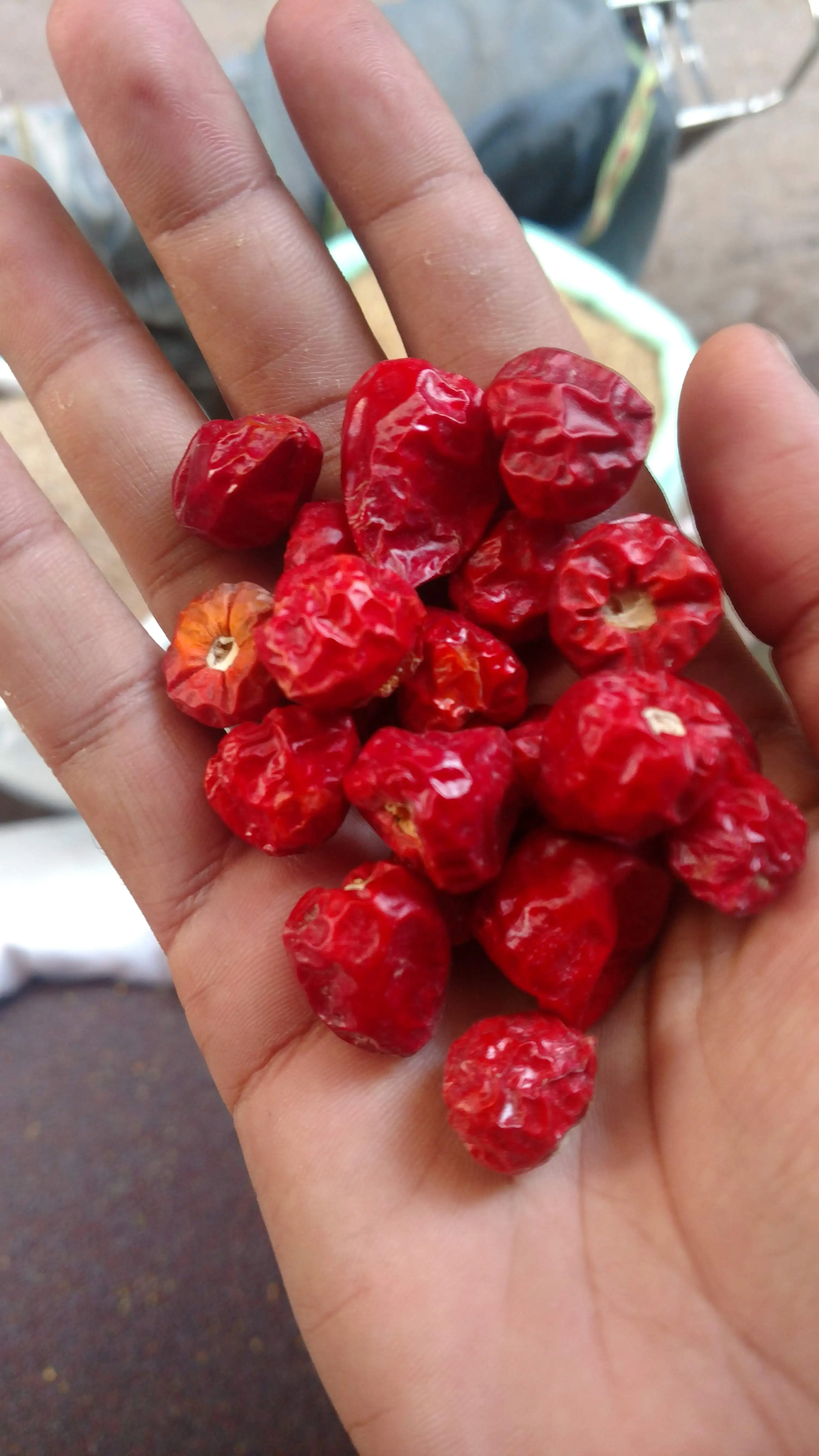 Teja chillies / Pakistani round chili / red round chili