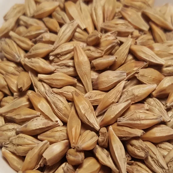 Barley