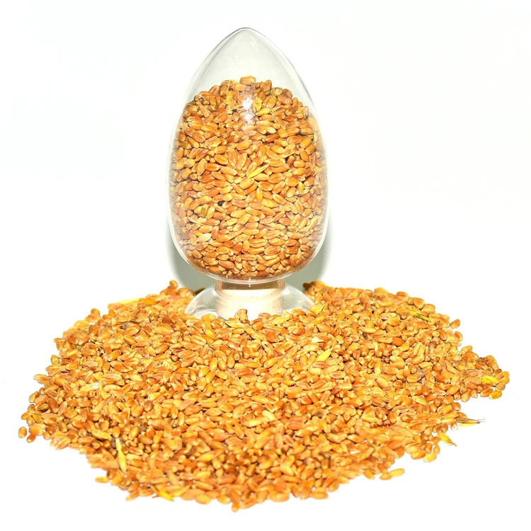 100% Natural organic quality wheat grain for sale, agricultural production