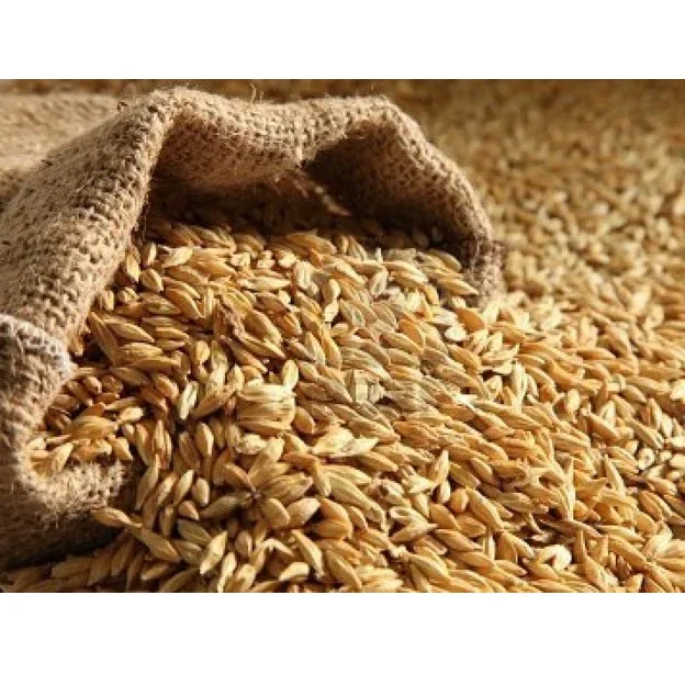 Barley Grains Premium Barley Seeds/Animal feed barley/bulk barley grains Malted Barley Malt grain for sale best Grade