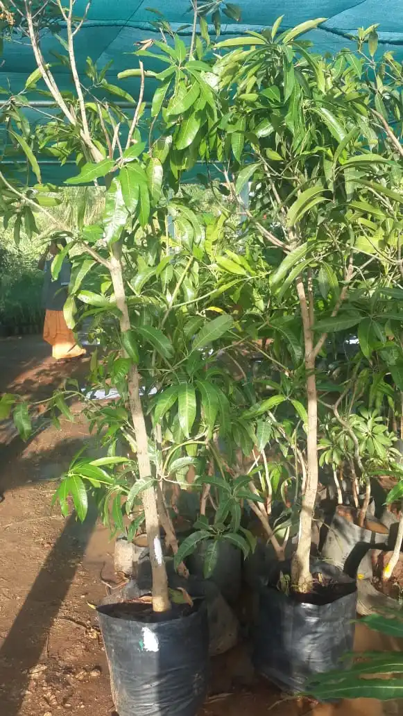 
Japanese Miyazaki Mango Plant 