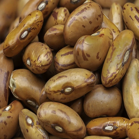 Roman Beans.jpg