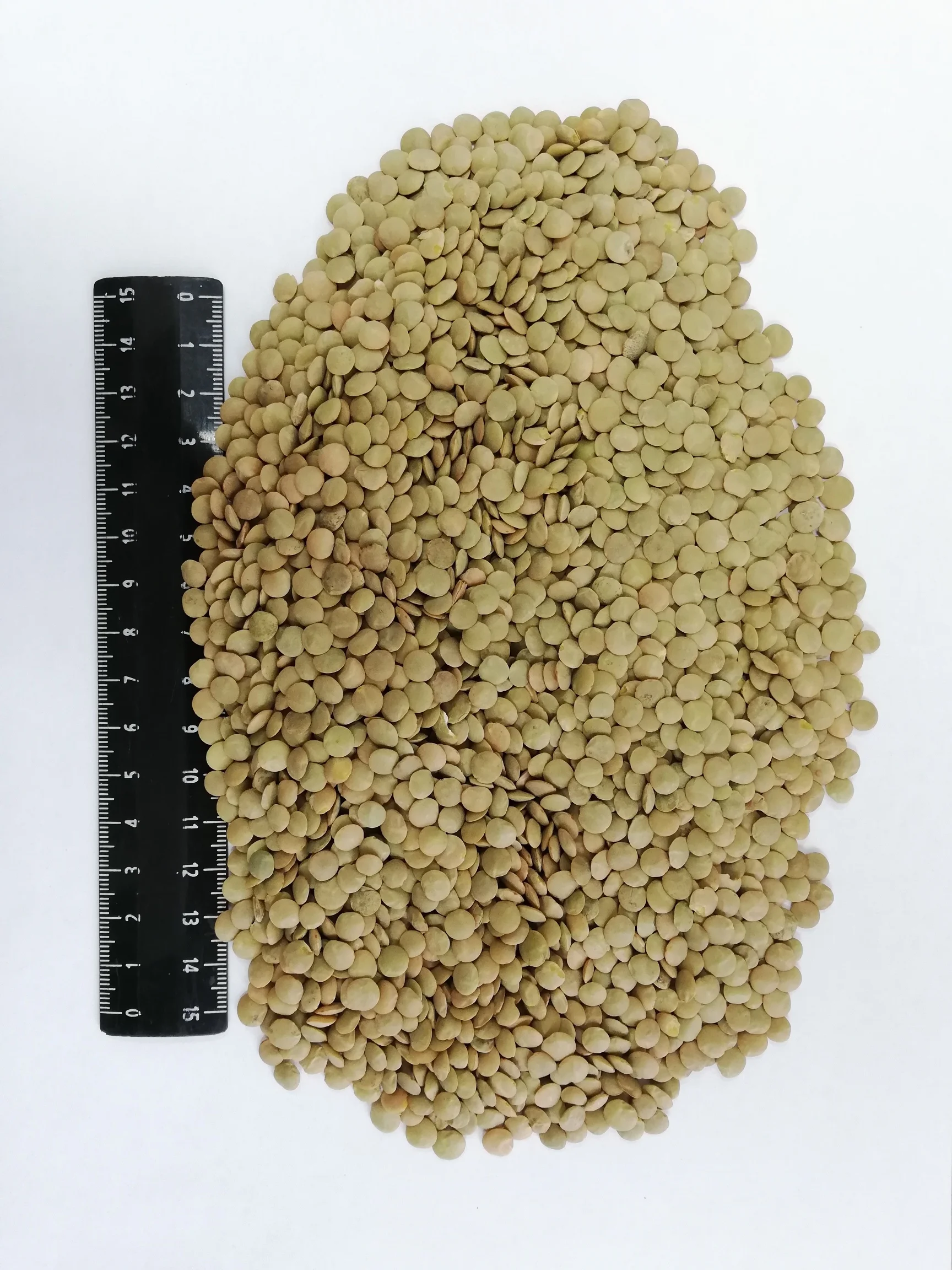 Поставка зеленой чечечевицы высшего качества