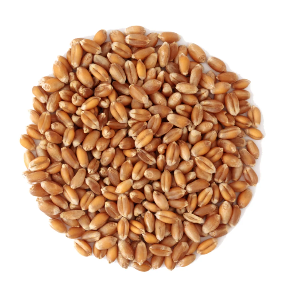 100% Nutrition & Organic Perfect Item Wheat Grain Excellent Human Feed Wheat Grain Great Taste
