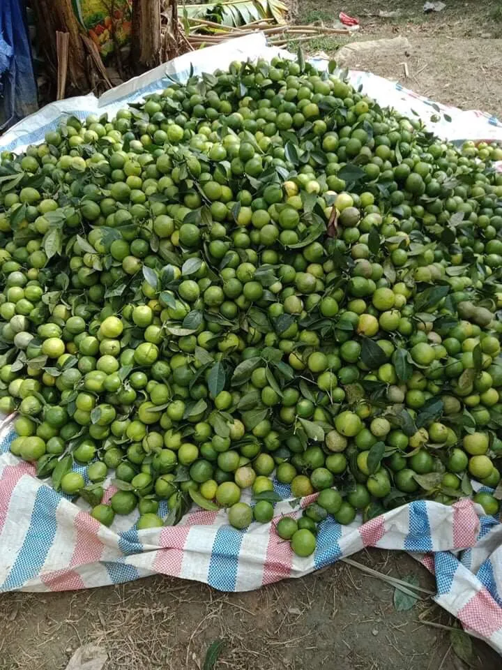 Оптовая продажа, Лучшая цена, свежий лимон без семян, свежий зеленый лимон, экспортное качество