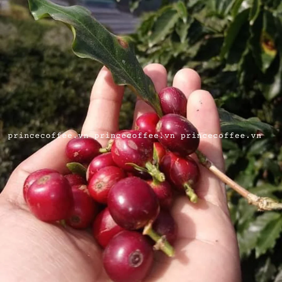  Vietnnam оптовая цена кофейные зерна Arabica высококачественные зеленые необработанные