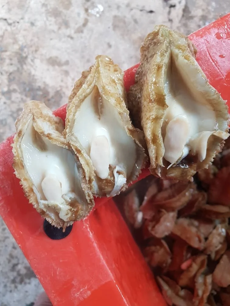 Top Selling High Grade Half Cooked Abalone Seafood For Sale Packaging ISO HACCP Fresh Health Nutrition Origin Life