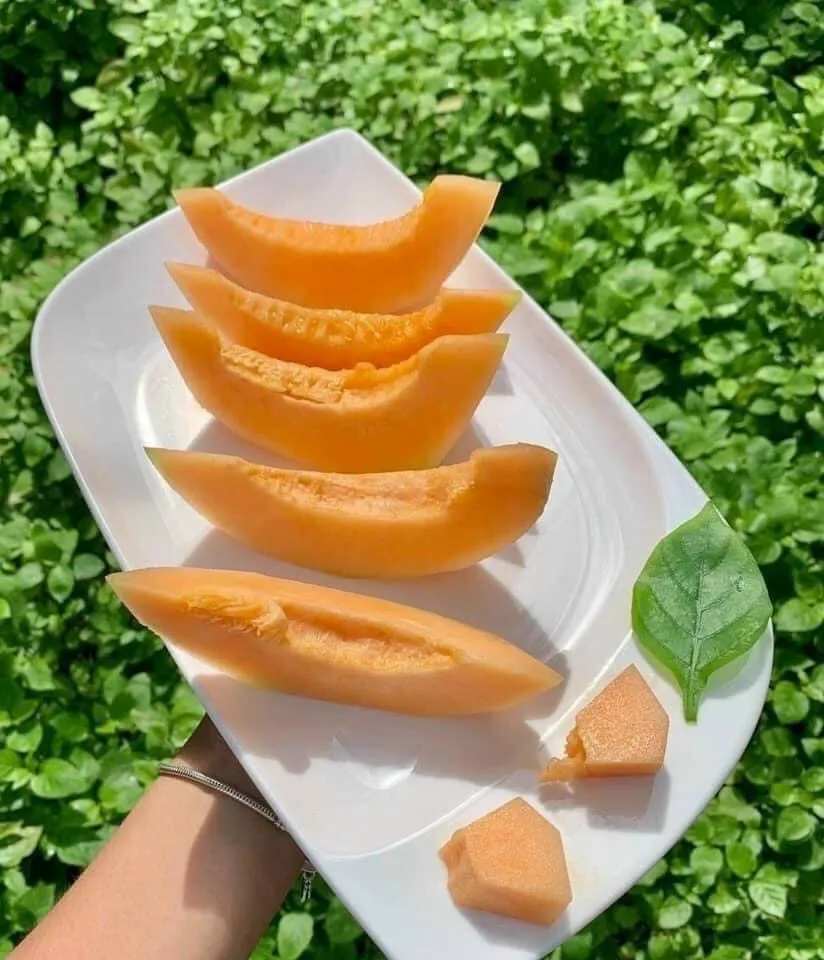 FRESH SWEET CANTALOUPE - Melon Sweet Organic Natural Fresh Fruits 100% Maturity from Viet Nam